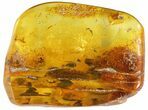 Two Fossil Flies (Diptera) In Baltic Amber #72220-1